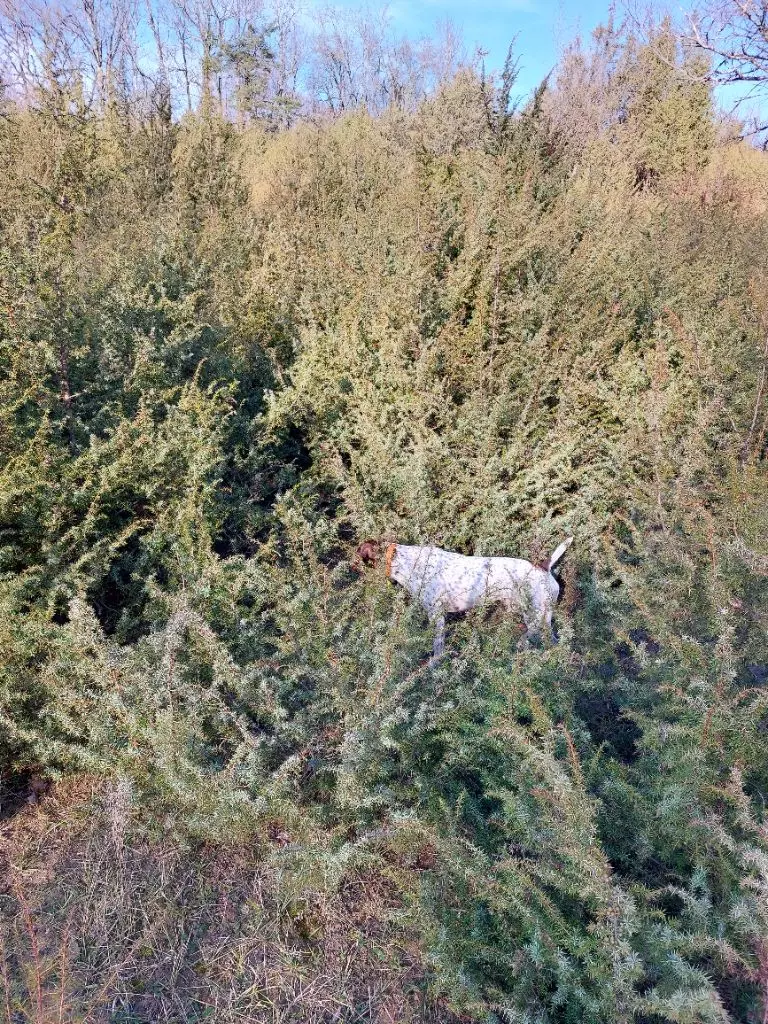 CH. TR. Plume de Chantoizeau